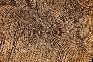 Naklejka premium Tree trunk texture