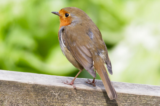 Close-up of a Common Robin standing alert on a wooden table.
