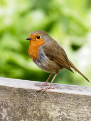 Fototapeta premium Side view of a Common Robin standing on a fence rail.