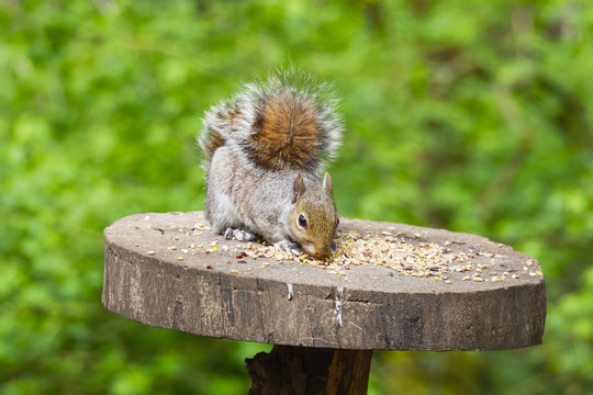 Grey squirrel taken from the front eating on a woodland feeding table