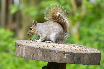 Naklejka na ściany i meble Close-up side view of a Grey Squirrel on a woodland feeding table