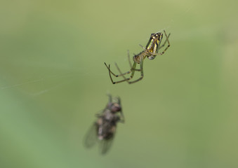 Spider hunting the bee