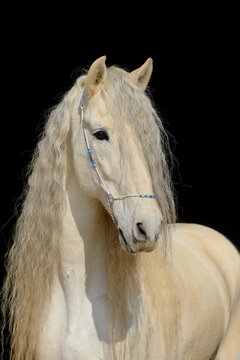 Portrait von einem Hengst (Schimmel) vor schwarzem Hintergrund