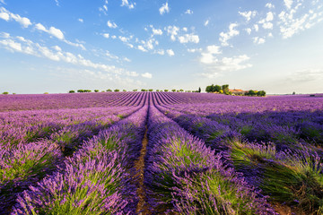 Fototapeta na wymiar Lavender field and farm at sunrise, traditional Provence rural landscape with flowers and blue sky, wide angle countryside view, Plateau de Valensole, France