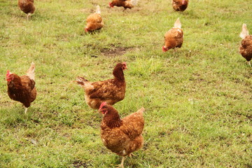 braune Hühner