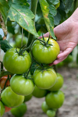 Child's hand holding green tomato in greenhouse