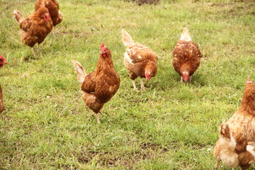 viele braune Hühner