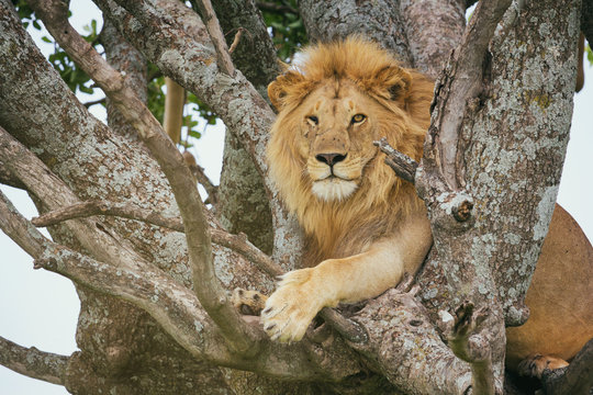 Male Lion Lying At Tree