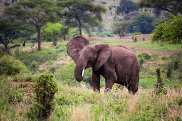 Fototapeta na wymiar African elephant in Savannah