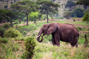 Fototapeta premium African elephant in Savannah