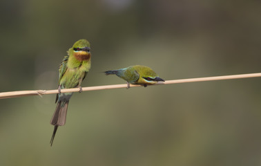 Blue tailed bee eater