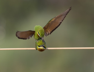 Blue tailed bee eater