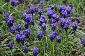 wildflowers in the spring