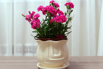 Red carnation in pot in the room