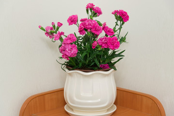 Red carnation in pot in the room