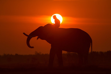 sun over man on during sunrise,Big sun over elephant on during sunrise in the field,