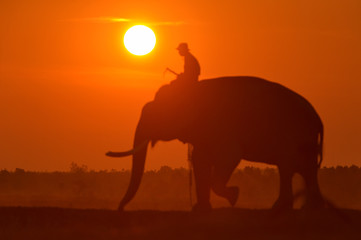 Fototapeta na wymiar Big sun in sunrise,Sun and elephant on during sunrise focus on Sun,Sun on during sunrise,White balance orange on sunrise