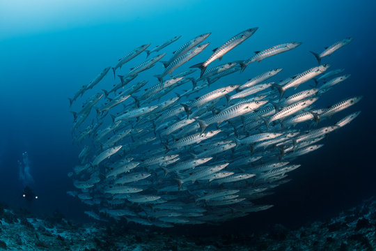 Barracuda