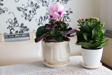 Cyclamen and Kalanchoe on table in the room