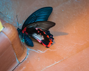 Fototapeta premium Beautiful tropical baterfly in it's natural habitat