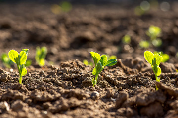 Close up of young pea plants in early spring garden - selective focus, copy spsce