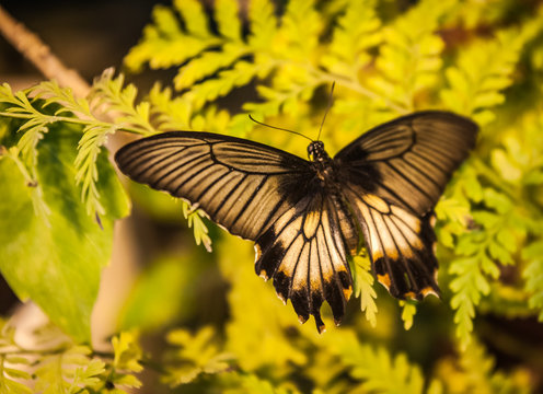 Beautiful tropical baterfly in it's natural habitat