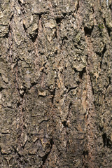 Tree bark as background