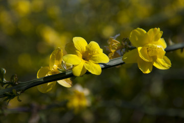 Yellow flowers