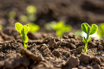 Close up of young pea plants in early spring garden - selective focus, copy spsce