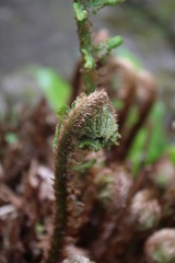 Garden fern
