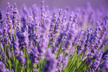 Photo sur Plexiglas Lavande Fond de nature lavande, champ de fleurs violettes en Provence, Plateau de Valensole, France. Mise au point sélective