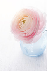 Pink ranunculus in blue vase