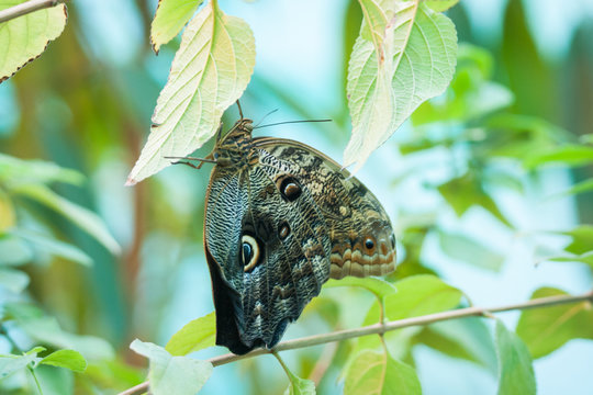 Beautiful tropical baterfly in it's natural habitat