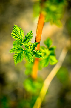 Young sprout of raspberries in spring on a blurred background