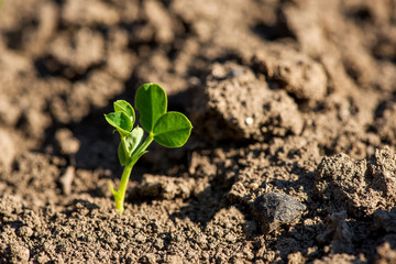 Close up of young pea plants in early spring garden - selective focus, copy spsce