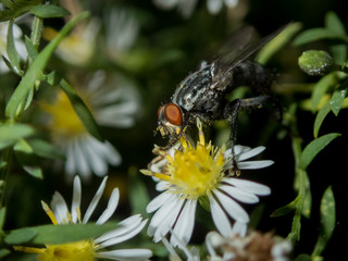 Macro of a fly