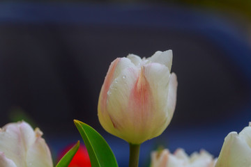 White tulips with raindrops and green leaves