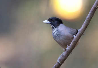 Black headed jay