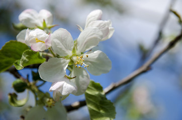 Close-up view of an apple blossom on a spring sunny day with a blue sky background