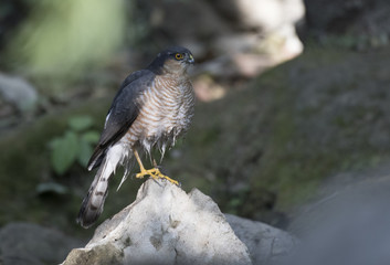 Sparrowhawk (Accipiter nisus) 
