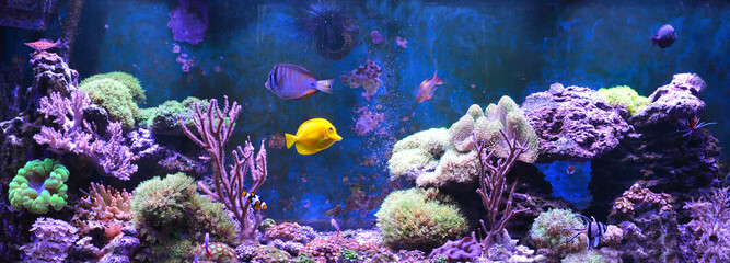 Reef tank, marine aquarium. Blue aquarium full of plants. Tank filled with water for keeping live...