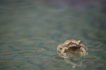 small frog on rippled glass table top close up