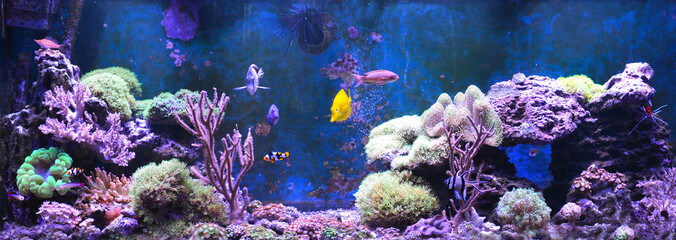 Fototapeta na wymiar Reef tank, marine aquarium. Blue aquarium full of plants. Tank filled with water for keeping live underwater animals. Gorgonaria, Sea Fan. Clavularia. Zoanthus. Zebra apogon. Zebrasoma. Percula.
