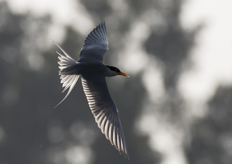 River Tern