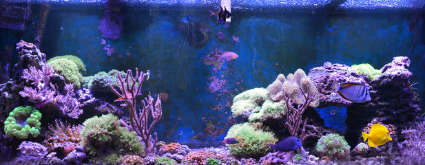 Fototapeta premium Reef tank, marine aquarium. Blue aquarium full of plants. Tank filled with water for keeping live underwater animals. Gorgonaria, Sea Fan. Clavularia. Zoanthus. Zebra apogon. Zebrasoma. Percula.