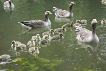 Family of Geese on Pond