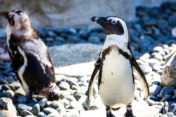 Penguin in San Diego Zoo - obrazy, fototapety, plakaty