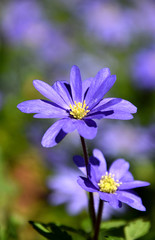 Purple spring daisy macro