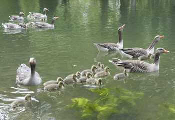 Family of Geese on Pond
