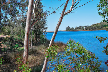 Blue lake in San Diego with eucalyptus tree uprfont